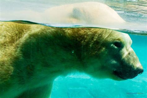 Polar Bear Underwater Canadian Polar Bear Habitat