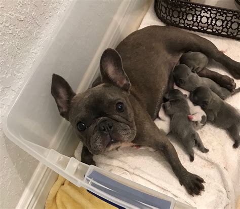 These available puppies are take a look through the available puppies for sale under $500. Litter Of Puppies Meaning In English
