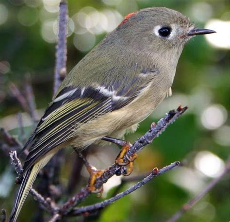 Check spelling or type a new query. Ruby-crowned Kinglet -- Regulus calendula image - Free ...