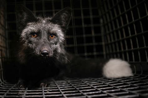 Bridging the Gap: The Central Role of Animal Welfare in Pandemic