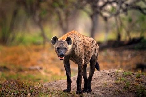 These Wild Dogs Chase A Hyena And Win Twice Unianimal