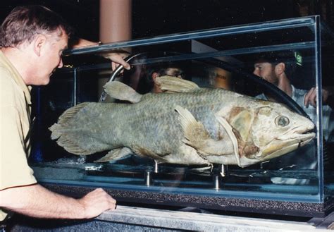 Study Finds Coelacanth A Human Sized Dinosaur Era Fish Can Live For
