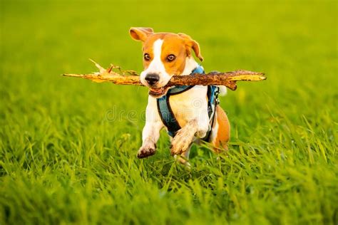 A Beagle Dog Running With A Stick In Its Mouth In A Grass Field In