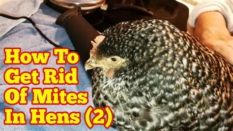 How To Get Rid Of Mites In Chickens2 Youtube
