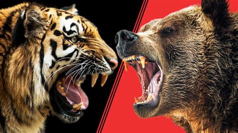 Tigre de Siberia vs grizzly quién ganaría el combate Russia Beyond ES