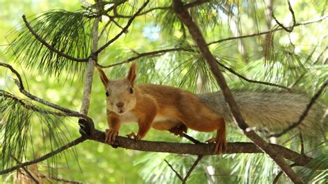 Animals Squirrels Nature Wallpapers Hd Desktop And