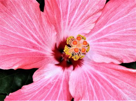 Hibiscus Bloom Photograph By Tracy Gough Fine Art America