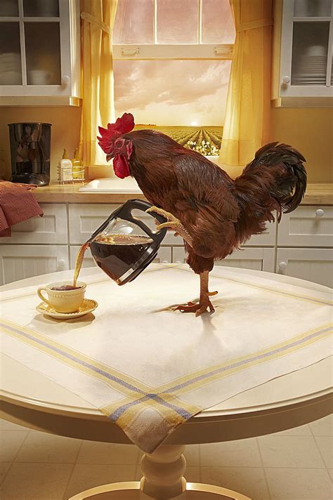 Funny Coffee Time Rooster Good Morning