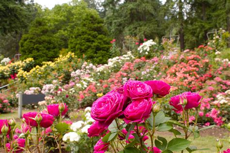 Visiting Portlands International Rose Test Garden — Pines And Vines