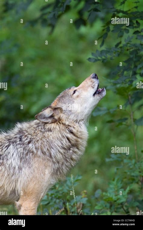 Grey Wolf Europe Howling Hi Res Stock Photography And Images Alamy