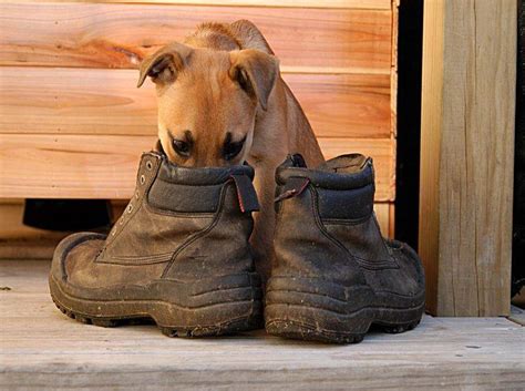 Frauen sollten bei dieser übung am damm einen. Nasenarbeit mit dem Hund: Übungen für zu Hause