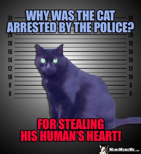 Criminal Cat Jokes Mugshot Kitty Riddles Illegally Funny Cat Memes Feline Humor Pg 3 Mimimememe