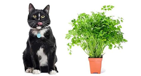 2 yes, dogs can eat parsley. Can cats eat Parsley? - PetSchoolClassroom