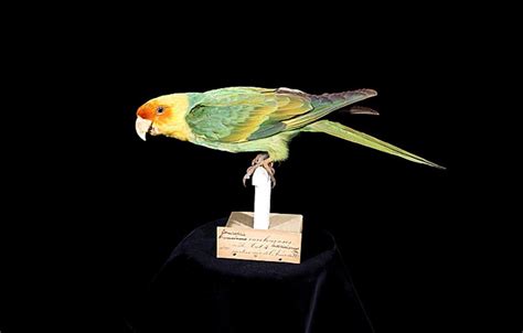 The carolina parakeet population is dwindling a drawing of a parakeet appears in arthur's journal (no text), and in the mission log Museum collection reveals distribution of Carolina ...