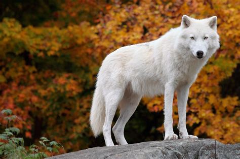 Wolf Facts History Useful Information And Amazing Pictures