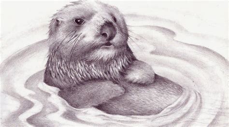 Sea Otter By Rufusmagu On Deviantart
