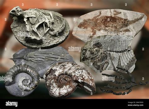 Dinosaur Predator Fossils Hi Res Stock Photography And Images Alamy