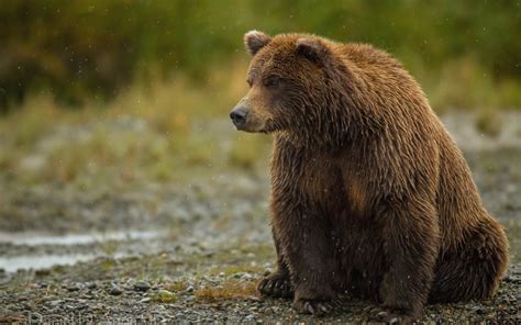 Animal Bear Brown Bear Sitting Zoo 4k Wallpaper Coolwallpapersme