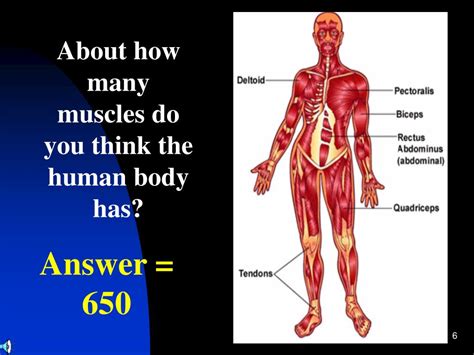 Ppt 38 The Musculoskeletal System Powerpoint Presentation Free
