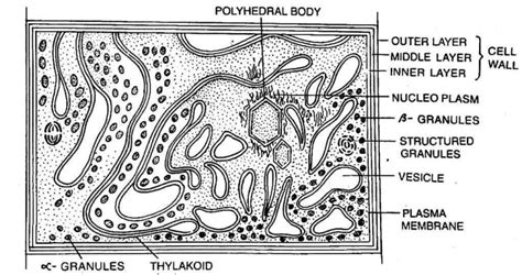 Cell Structure Of Cyanobacteria