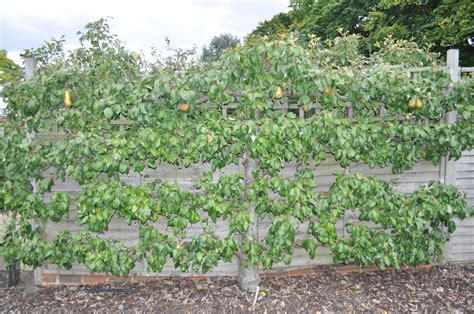 Espalier Dwarf Fruit Trees Planning Your Homestead Orchard Benefits