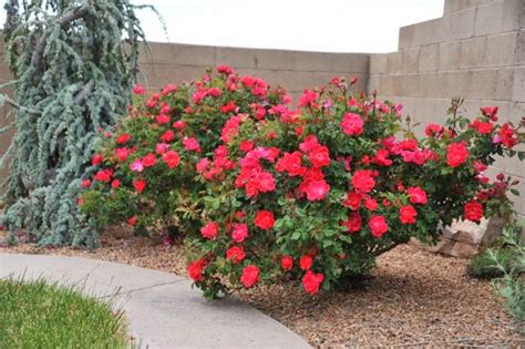 It was a picnic for a few friends and included president and mrs. the modern house garden: abq rose garden