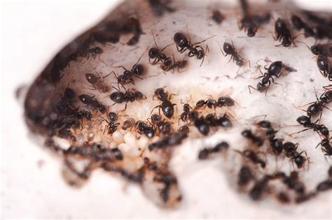 Tweetsharepinshare0 shareschoosing the best termite & pest control companies5 (100%) 2 votes. carpenter-ant-removal-nj - Precise Termite & Pest Control