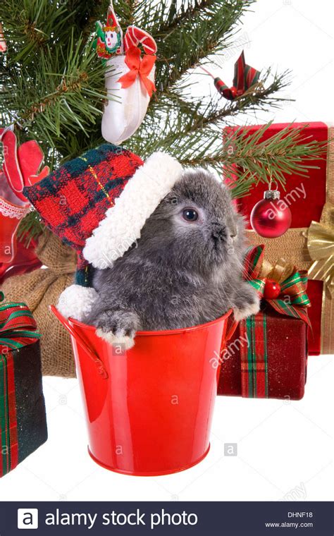 Cute Christmas Grey Mini Lop Baby Bunny Rabbit Wearing Hat