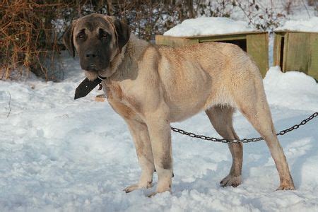 Häuser mit höfen, familien mit älteren kindern, wachdienst. Kangal, Karabash, Coban Copegi, Karabas, Kangal-Hund ...