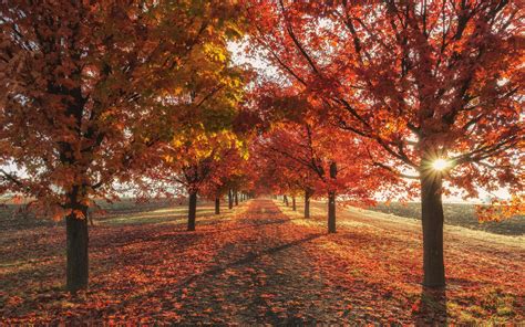 1440x900 Autumn Fall Season Trees 4k 1440x900 Resolution Hd 4k