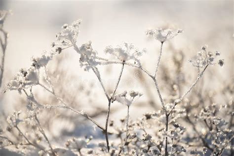 Flowers Covered With Sparkling Hoarfrost And Snow On A Snowy Field
