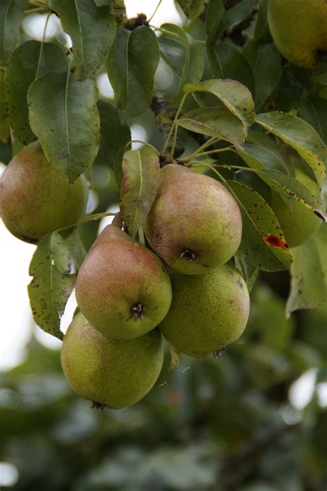 free images apple tree branch fruit flower ripe food harvest produce evergreen