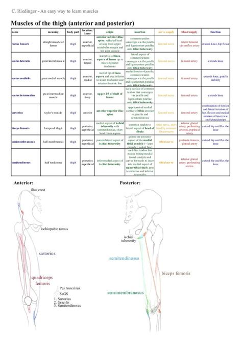 A Summary For Learning The Muscles Of The Lower Limb Including Their Attachments Innervation