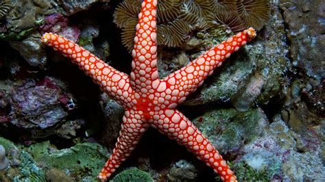 Worlds Best Drawing Wallpaper Fromia Monilis Sea Star Starfish