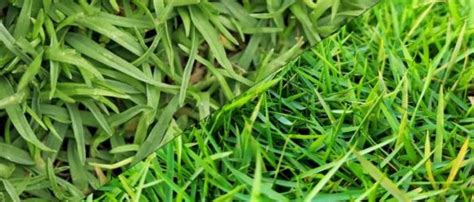 Zoysia Grass Vs Bermuda Grass Head To Head Which Is Best