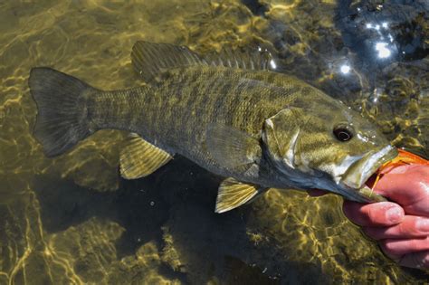 5 Strategies For Spring Smallmouth Flylords Mag