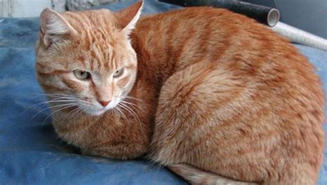 Are Orange Cats Always Male 5 Reasons Why 2024 Vet Ranch We Love