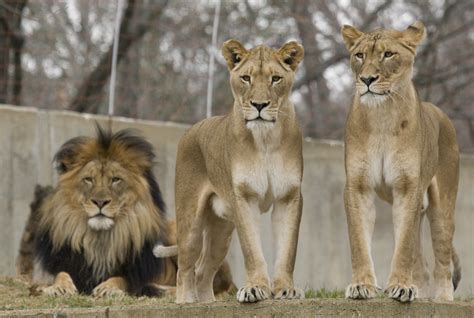 Smithsonians National Zoos Lion Cubs Now On Exhibit Flickr