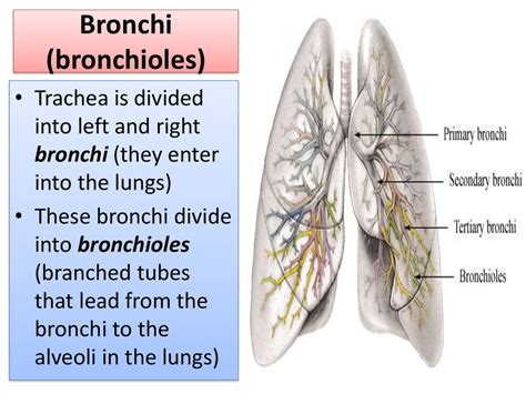 Human respiratory system (HRS) - презентация онлайн
