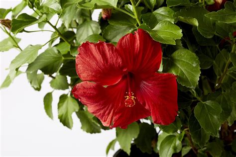 Hollywood First To Arrive Tropical Hibiscus Hibiscus Hybrid