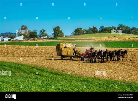 Amish farmers harvesting hay, Lancaster county Pennsylvania Stock Photo