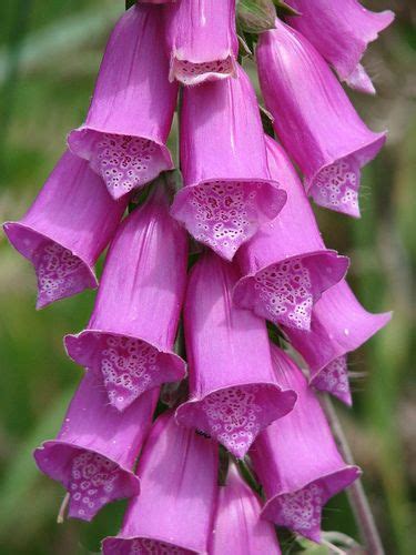 Maybe you would like to learn more about one of these? Purple foxglove flowers near Hahei Beach, New Zealand ...