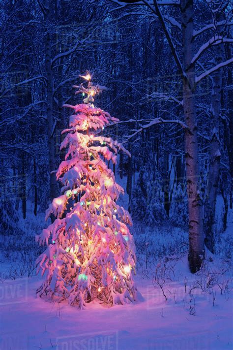 Lit Christmas Tree In Forest At Twilight Southcentral Alaska Winter