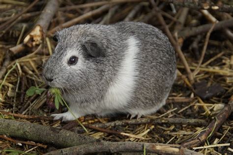 Grey And White Guinea Pig Free Image Download