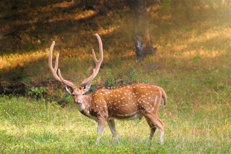 Beautiful Male Chital Or Spotted Deer In Ranthambore National Park