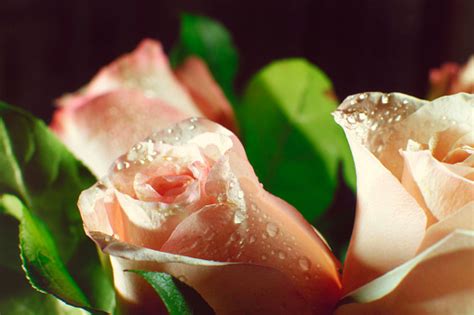 Wet Pink Rose Buds With Drops Of Water Flowing Down Stock Photo