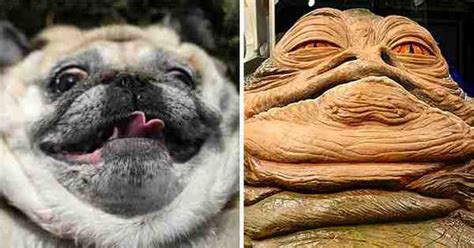 Dogs are attracted to chicken bones like kids to candy. 27 Unbelievably Accurate Dog Lookalikes That Will Give You ...