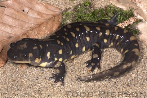 Ambystoma Tigrinum Eastern Tiger Salamander Adult From Ce Flickr