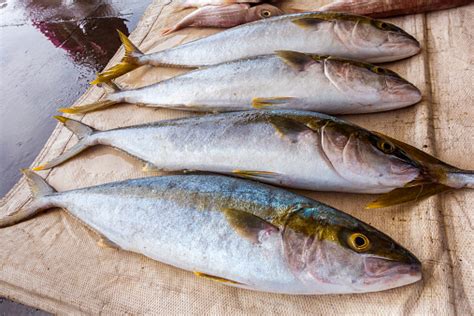 Yellow Tail Fresh Fish At The Harbour Stock Photo Download Image Now