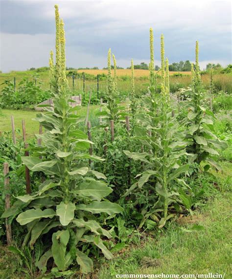 Mullein Plant Benefits And Uses Of The Gentle Giant